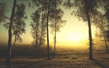 Landscape trees nature forest Custom Gaming Mat Desk picture