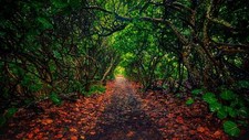 Landscape nature plants leaves path trees branch florida Custom Gaming Mat Desk picture
