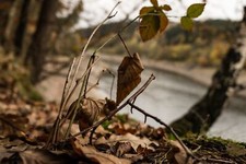 Landscape plants water leaves depth of field forest fall Custom Gaming Mat Desk picture