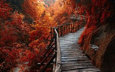 Landscape nature river forest fall walkway path trees Custom Gaming Mat Desk picture