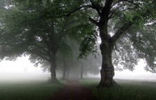 Landscape nature mist path trees morning grass green Custom Gaming Mat Desk picture