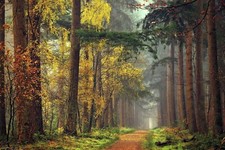 Landscape forest path mist fall grass yellow red green Custom Gaming Mat Desk picture