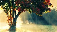 Landscape trees outdoors fall plants grass fence Custom Gaming Mat Desk picture