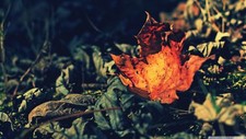 Landscape leaves fall Custom Gaming Mat Desk picture