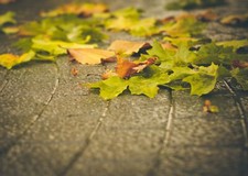 Landscape macro fallen leaves fall urban Custom Gaming Mat Desk picture