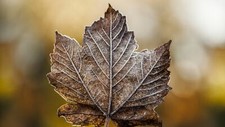 Landscape macro fall nature leaves Custom Gaming Mat Desk picture