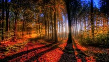 Landscape nature forest trees sunlight fall sun Custom Gaming Mat Desk picture