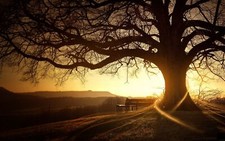 Landscape trees sunset bench art outdoors sunlight dark Custom Gaming Mat Desk picture