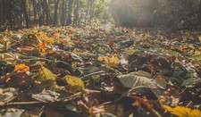 Landscape outdoors leaves plants fall Custom Gaming Mat Desk picture