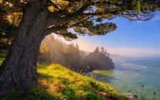 Landscape nature oregon sea sunlight coast forest grass Custom Gaming Mat Desk picture