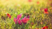Landscape leaves grass macro bokeh fall plants Custom Gaming Mat Desk picture
