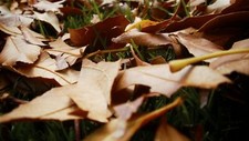 Landscape leaves fall fallen grass Custom Gaming Mat Desk picture