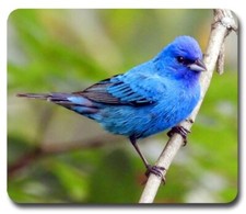 Indigo Bunting ~ Mouse Pad / Mousepad ~ Bird Watching Feeder Birding Lover Gift picture