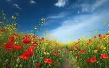 Landscape flowers field red yellow sky Custom Gaming Mat Desk picture