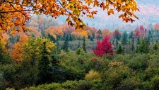 Landscape nature trees plants fall Custom Gaming Mat Desk picture