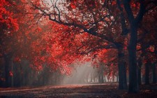 Landscape nature red park sun rays trees fall leaves Custom Gaming Mat Desk picture