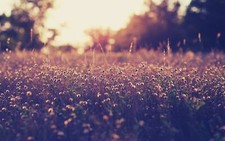 Landscape macro nature plants outdoors Custom Gaming Mat Desk picture