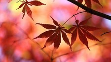 Landscape leaves nature fall blurred Custom Gaming Mat Desk picture