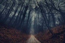Landscape nature forest trees mist dirt road fallen Custom Gaming Mat Desk picture