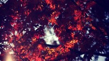 Landscape leaves plants fall Custom Gaming Mat Desk picture