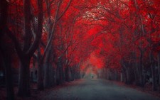 Landscape fall trees leaves road Custom Gaming Mat Desk picture