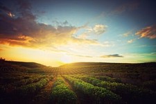 Landscape field clouds farm sky agro orange Custom Gaming Mat Desk picture