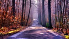 Landscape nature trees forest branch fall leaves road Custom Gaming Mat Desk picture
