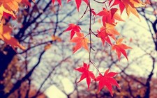 Landscape leaves fall plants trees Custom Gaming Mat Desk picture