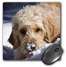 3dRose Goldendoodle Dog US32 Zandria Muench Beraldo Mouse Pad 8x8 Inch picture