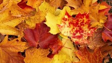 Landscape fall leaves Custom Gaming Mat Desk picture