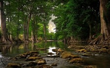 Landscape trees river roots forest water Custom Gaming Mat Desk picture