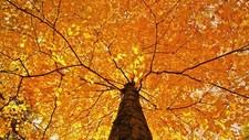 Landscape nature trees leaves branch fall maple yellow Custom Gaming Mat Desk picture