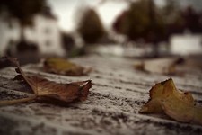 Landscape leaves nature fall plants Custom Gaming Mat Desk picture