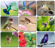 HUMMINGBIRDS ~ Mouse Pad / PC Mousepad ~ Bird Watching Feeder Nature Lover GIFT picture