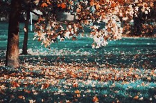 Landscape fall leaves trees fallen Custom Gaming Mat Desk picture