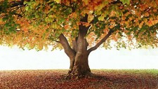 Landscape outdoors fall fallen leaves plants trees Custom Gaming Mat Desk picture
