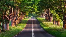Landscape trees road grass green Custom Gaming Mat Desk picture