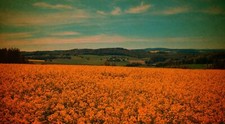 Landscape field orange flowers color correction hills Custom Gaming Mat Desk picture
