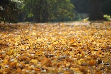 Landscape fall leaves Custom Gaming Mat Desk picture
