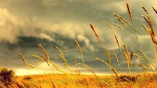 Landscape nature plants Custom Gaming Mat Desk picture