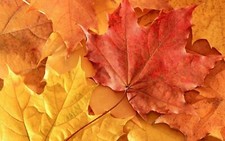 Landscape macro nature maple leaves fall orange plants Custom Gaming Mat Desk picture